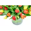 Kytice  tulipánů